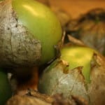 Tomatillos are used in the Chile Verde Sauce