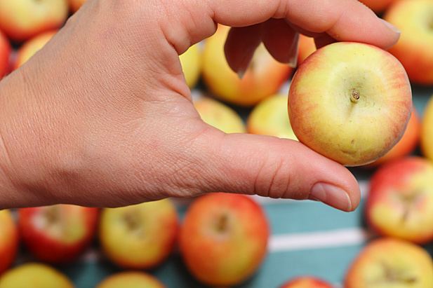 holding Crimson Gold apple