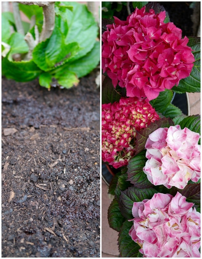 Coffee Grounds for Mulch and Compost for Gardening - The Foodie Affair