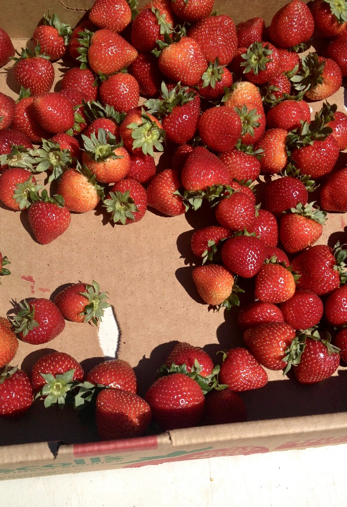 Freshly picked strawberries 