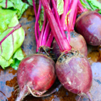 Fresh beets with green tops just washed and ready to cook.