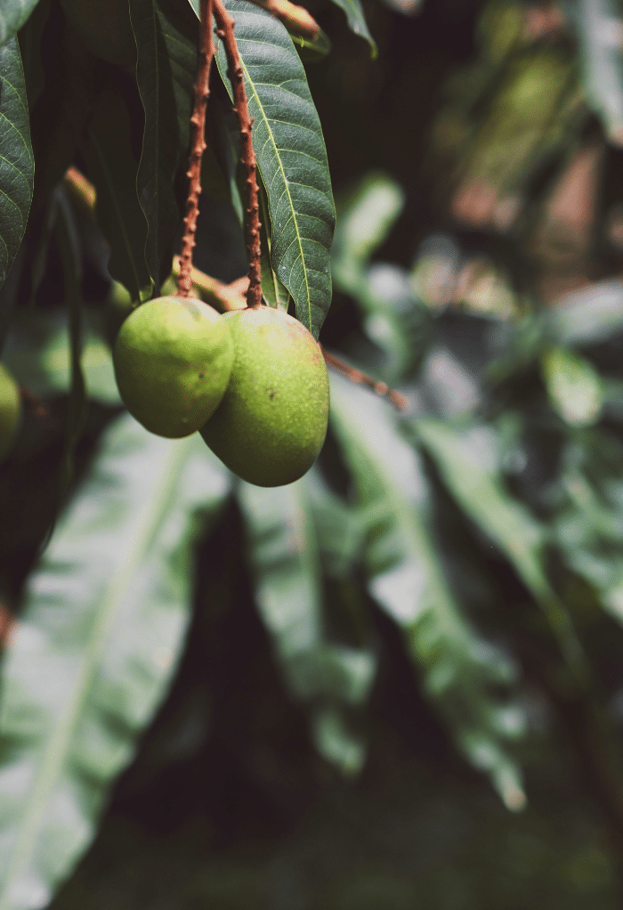 Fresh mango on a tree ready to be picked. 